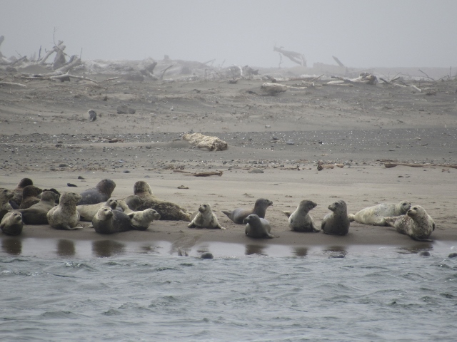 Seals in Lincoln City, Oregon