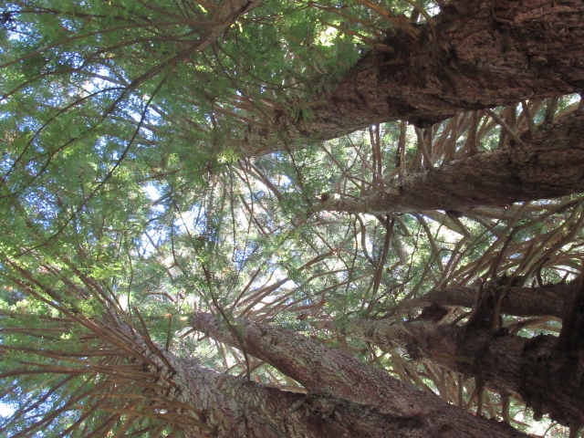Redwoods California, trees, bevy of books