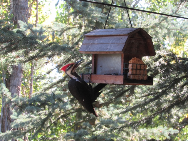 Rocky Mountains Montana, pileated woodpecker, bevy of books