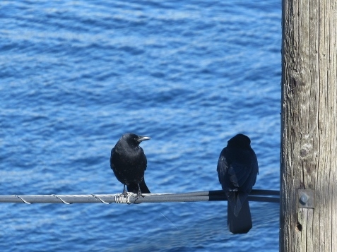 crows, portage bay seattle, bevy of books