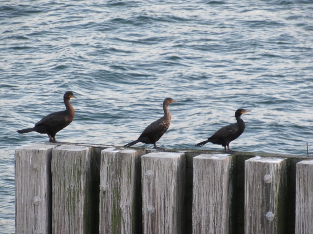 cormorants, Elliott Bay, Seattle Ferry dock, bevy of books